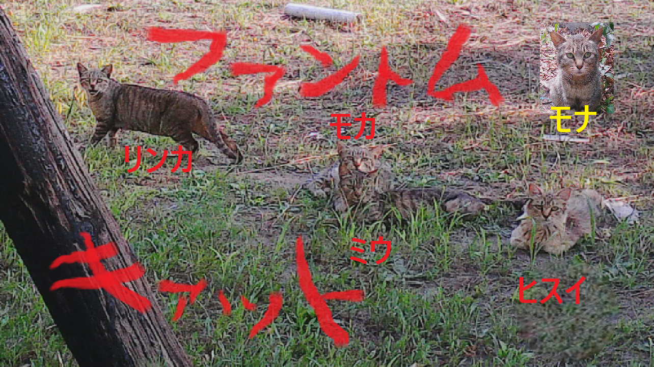 野良猫と鬼ごっこ